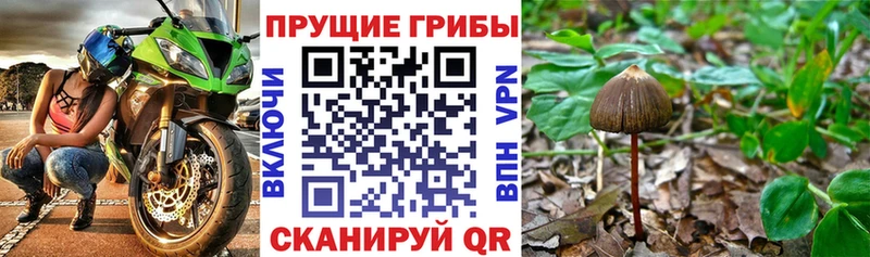 Галлюциногенные грибы Psilocybine cubensis  блэк спрут ONION  Голицыно 